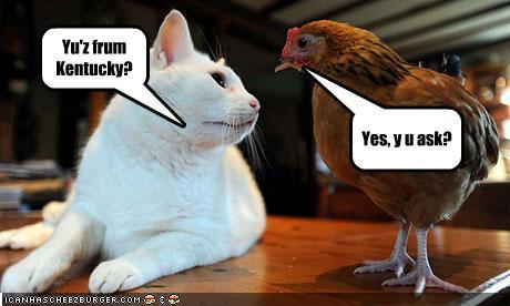 26107_funny-pictures-cat-talks-to-chicken.jpg