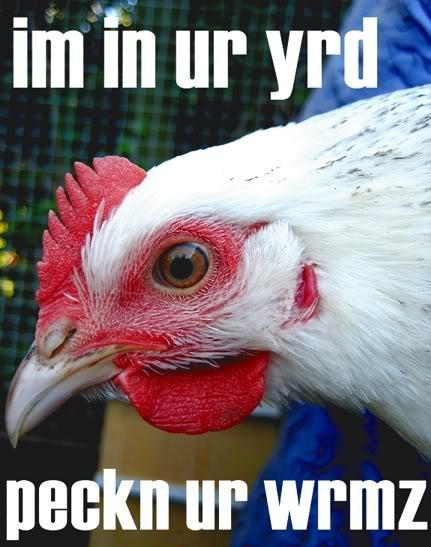 26107_lolchicken.jpg