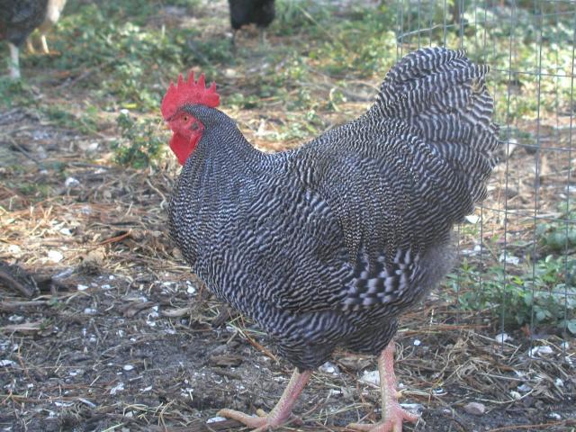 26118_chickens_1010_014.jpg