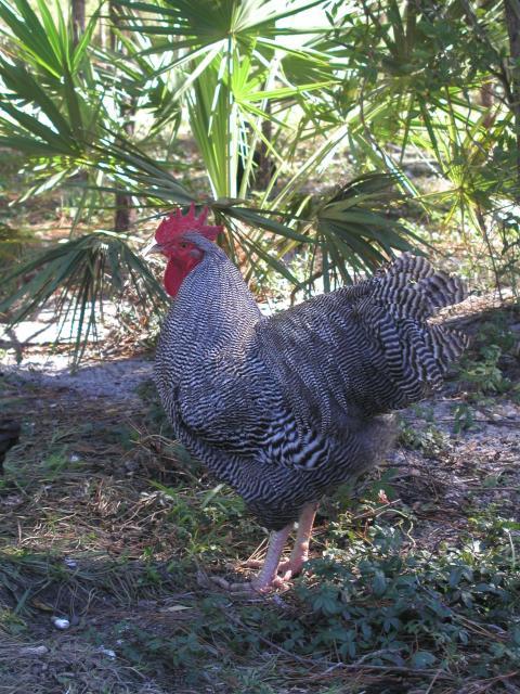 26118_chickens_1010_017.jpg