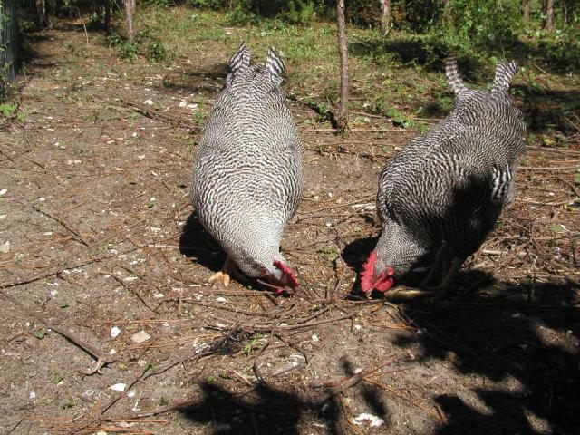 26118_chickens_1010_020.jpg