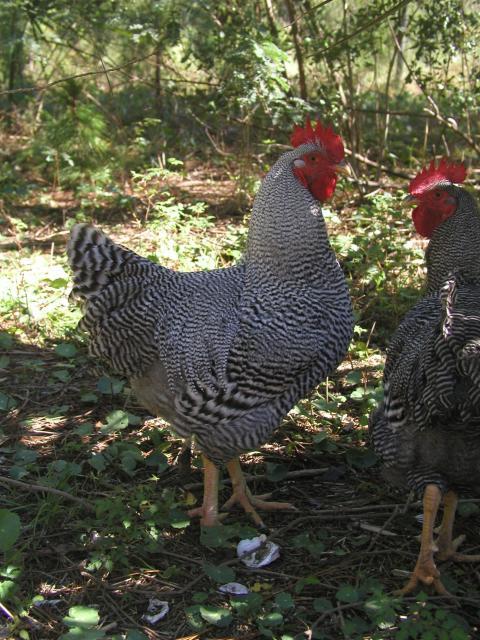 26118_chickens_1010_022.jpg