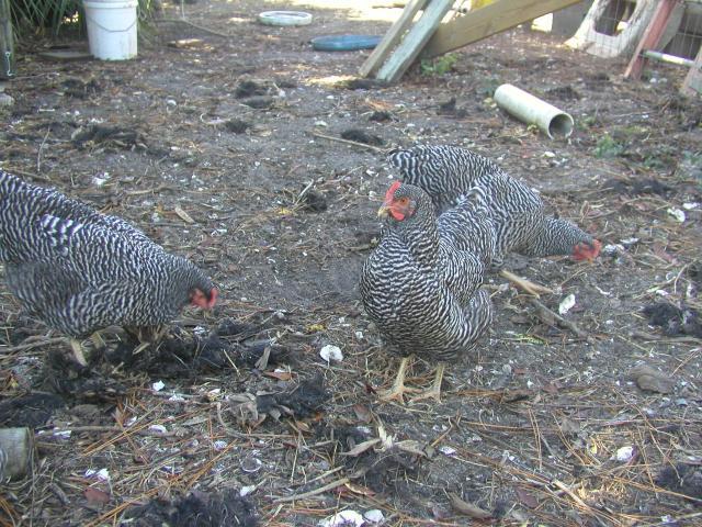 26118_chickens_1010_025.jpg