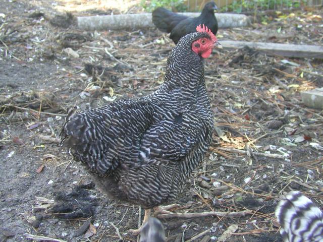 26118_chickens_1010_032.jpg