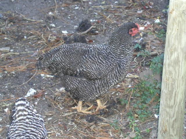 26118_chickens_1010_041.jpg