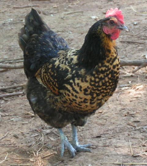 26129_hen1.jpg