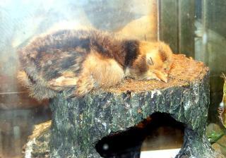 26140_chick-napping.jpg