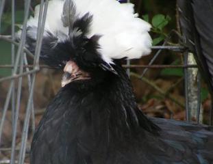 26140_cookie-polish-pullet.jpg