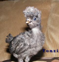 26140_fonzi2-2wk-polish.jpg