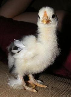 26140_mottled-cochin-chick.jpg