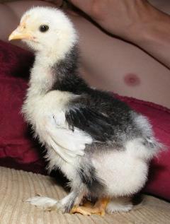 26140_mottled-cochin-chick2.jpg