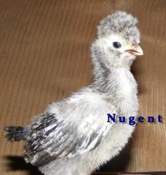 26140_nugent-2wk-polish.jpg