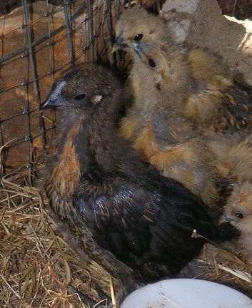 26140_ny-silkies.jpg