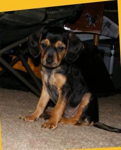 26140_spanky.jpg