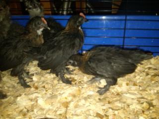 26168_newbantams0519a.jpg