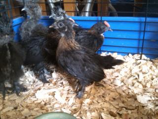 26168_newbantams0519b.jpg