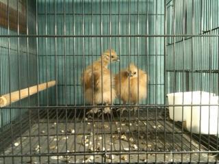 26168_scragglysilkies406.jpg