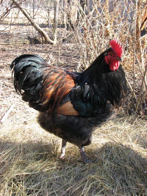 26170_033.jpg