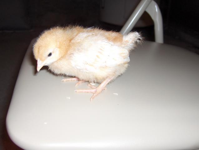 26177_the_new_flock_022.jpg