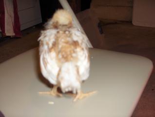 26177_the_new_flock_032.jpg
