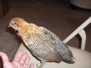 26177_the_new_flock_036.jpg