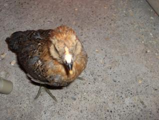 26177_the_new_flock_037.jpg