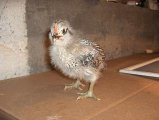 26177_the_new_flock_092.jpg