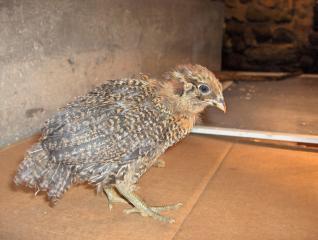 26177_the_new_flock_098.jpg