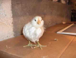 26177_the_new_flock_103.jpg