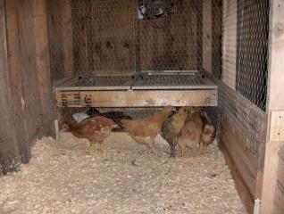 26177_the_new_flock_138.jpg