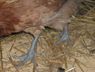 26177_the_new_flock_317.jpg