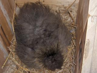 26177_the_new_flock_325.jpg