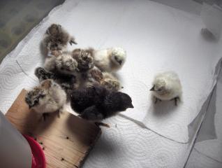 26177_the_new_flock_342.jpg