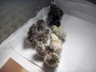 26177_the_new_flock_343.jpg