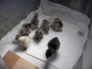 26177_the_new_flock_345.jpg