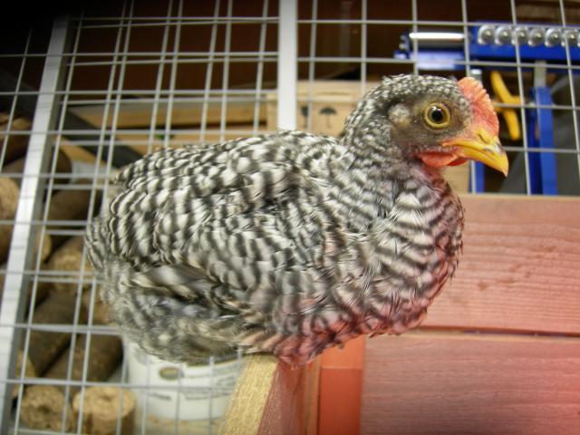 26199_dscn5707.jpg