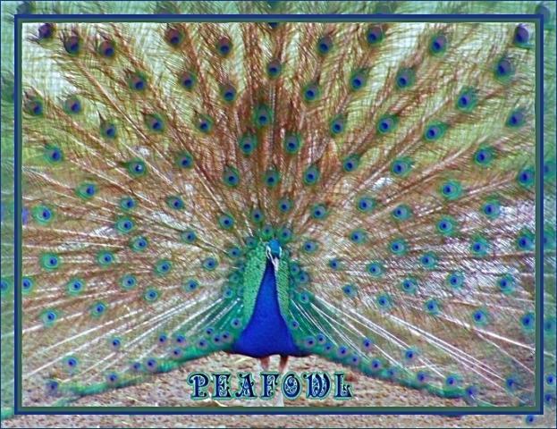 26206_peafowl.jpg