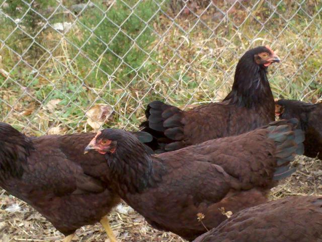 26220_347.jpg