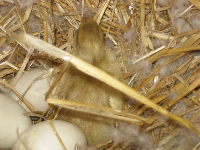 26228_ducky_004.jpg