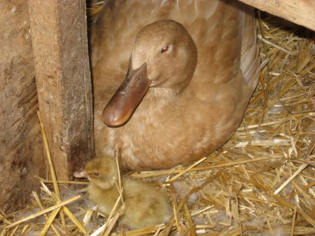 26228_ducky_005.jpg