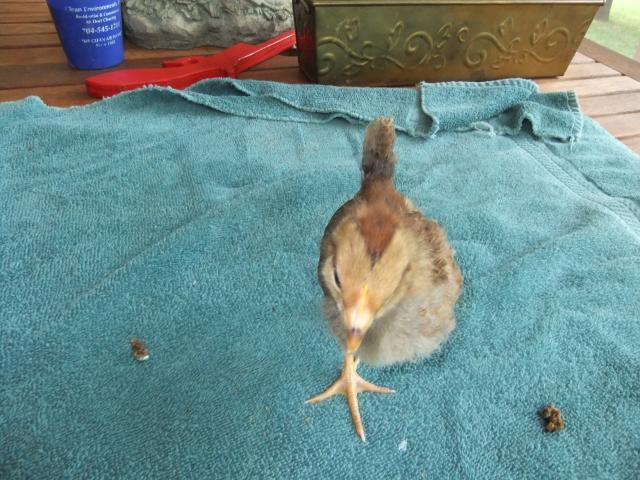 2622_chick3a.jpg