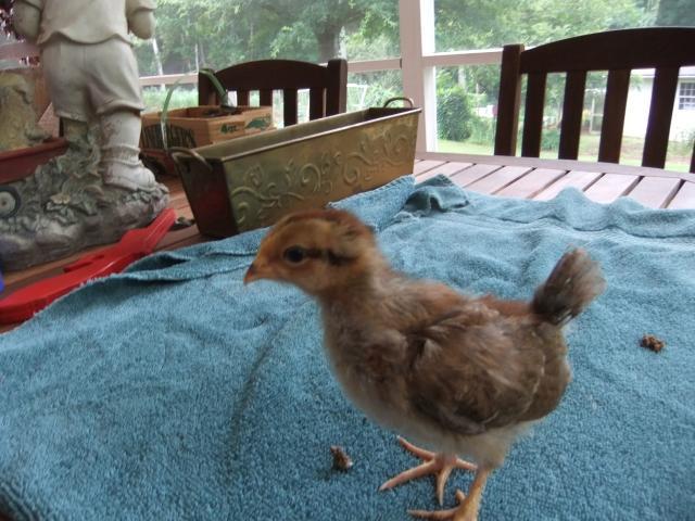 2622_chick3b.jpg