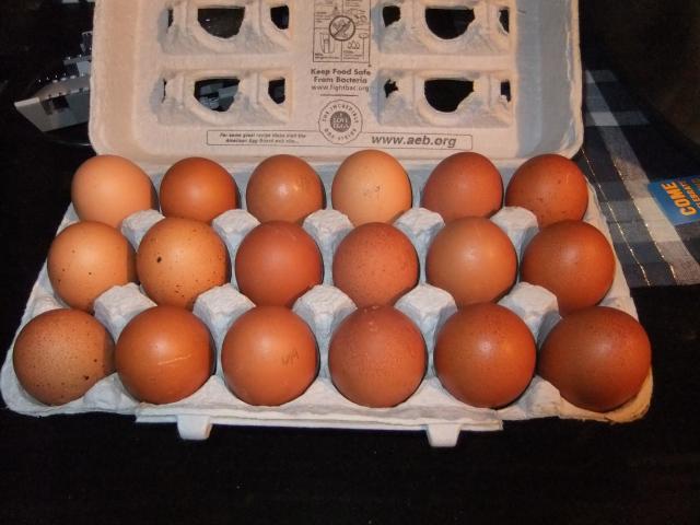 2622_eggs.jpg