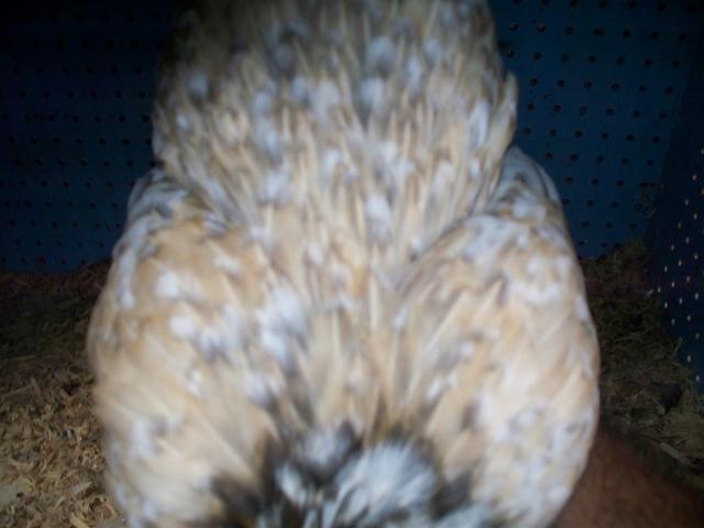 26231_102_7747.jpg