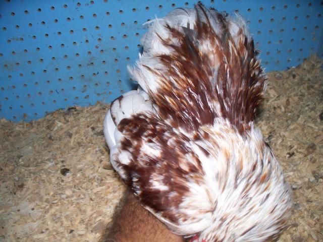 26231_102_7752.jpg
