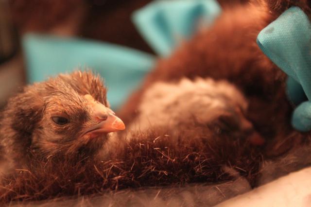 26245_baby_chicks_001.jpg