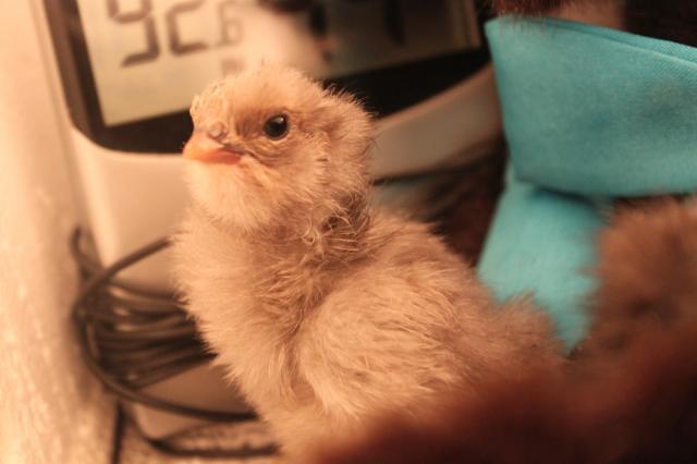 26245_baby_chicks_003.jpg