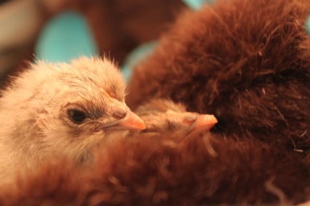 26245_baby_chicks_005.jpg