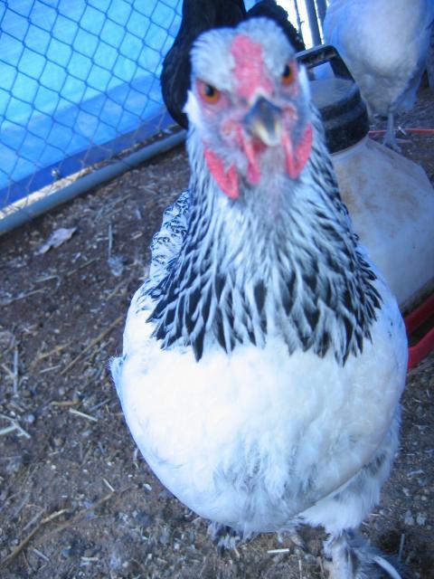 26245_chickens_1_001.jpg