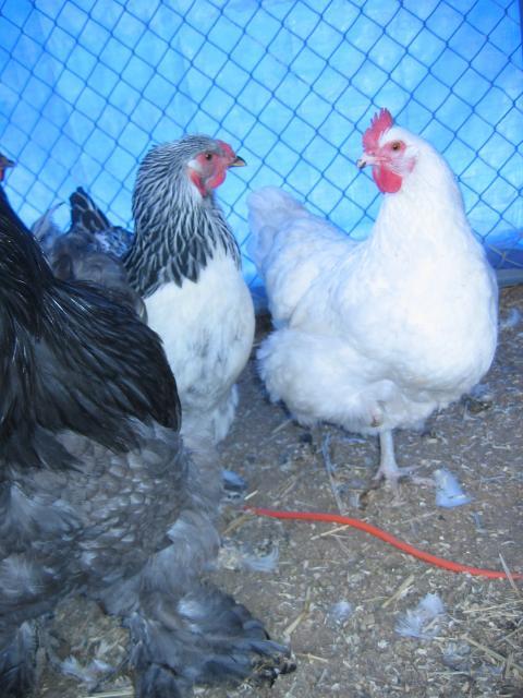 26245_chickens_1_004.jpg